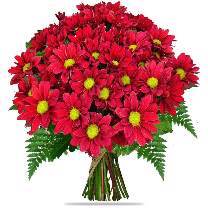 Red Chrysanths